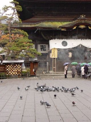 善光寺本堂横の鳩